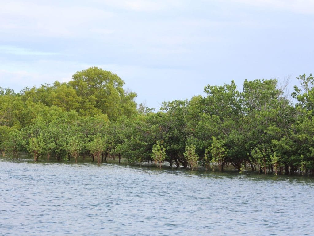 Manglar