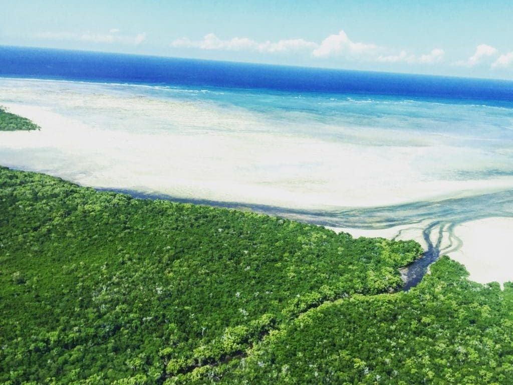 Manglar Ibo